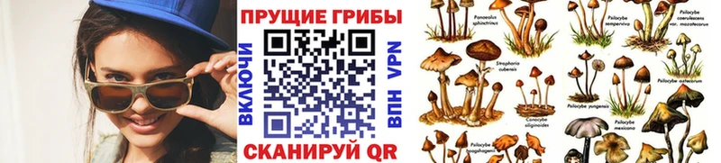 Галлюциногенные грибы Magic Shrooms  Сысерть 